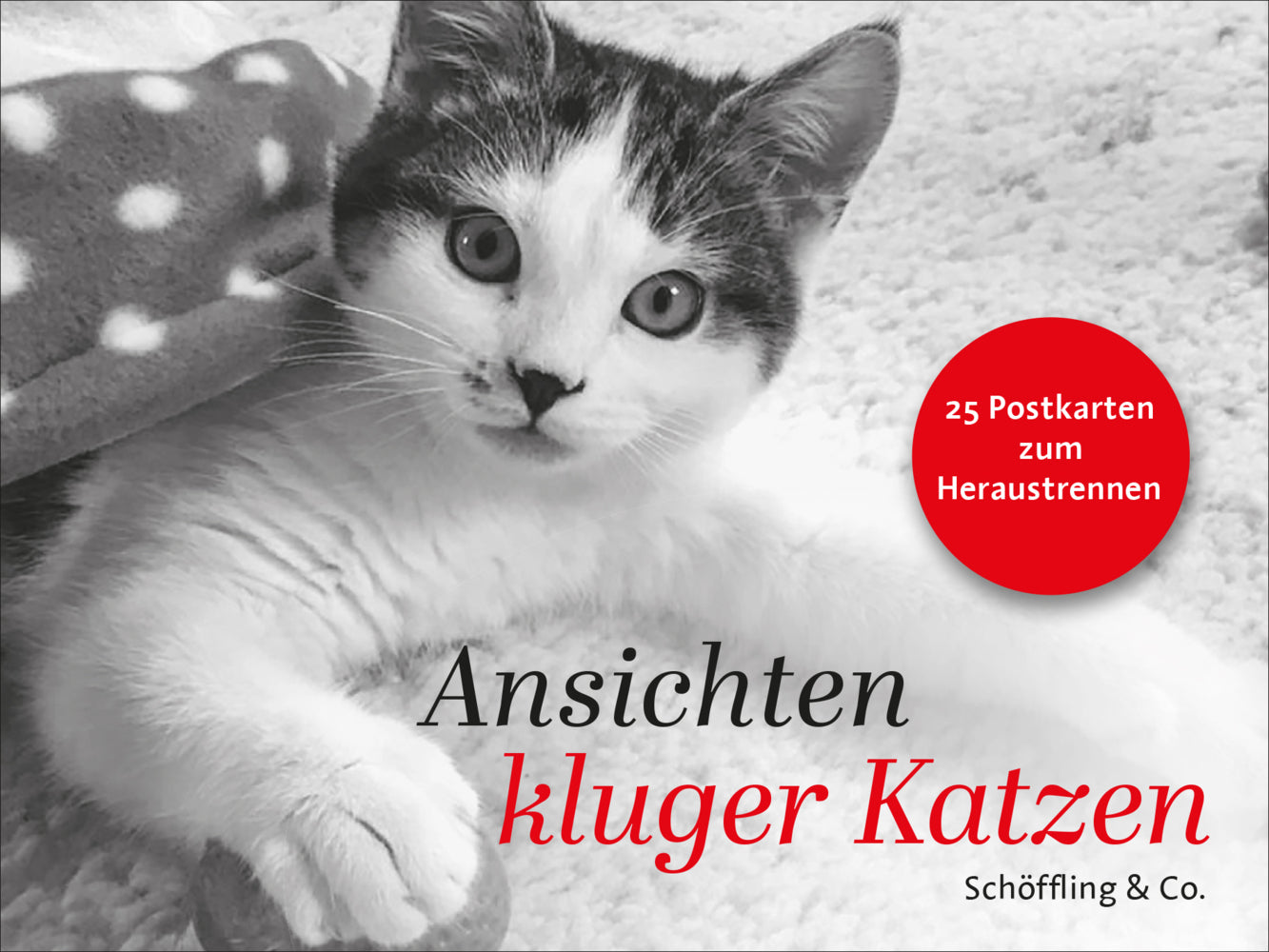 Ansichten kluger Katzen (Julia Bachstein)