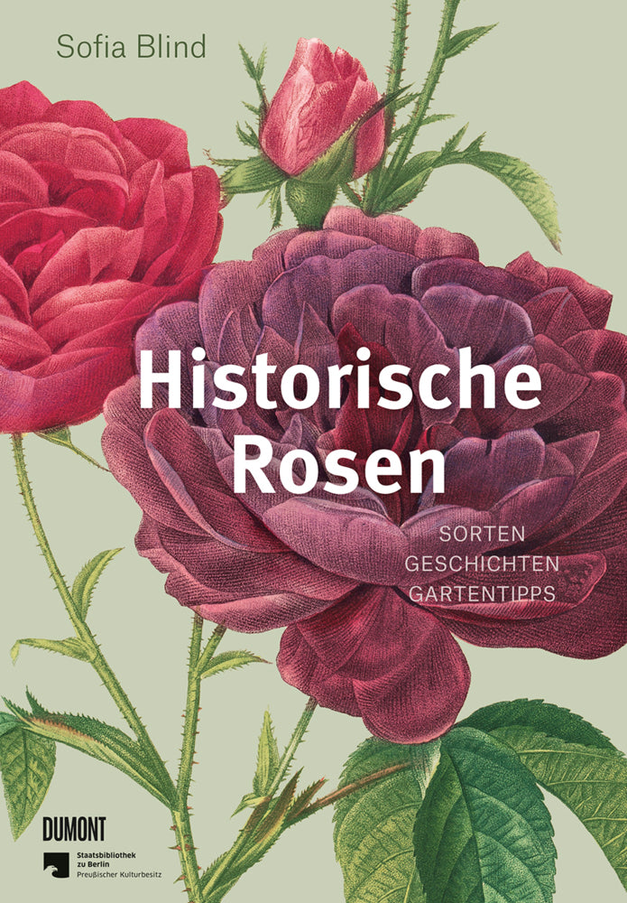 Historische Rosen (Sofia Blind)