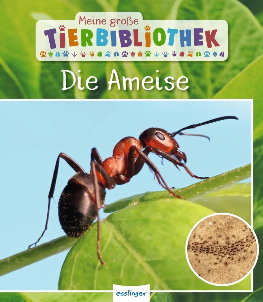 Meine große Tierbibliothek: Die Ameise (Axel Gutjahr)