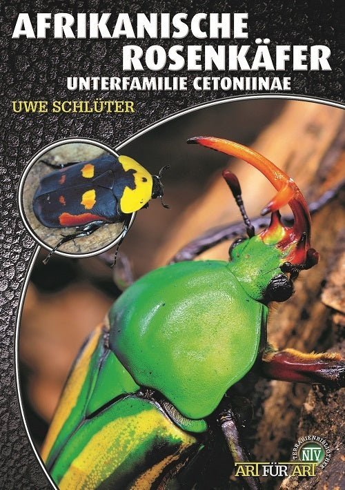 Afrikanische Rosenkäfer (Uwe Schlüter)