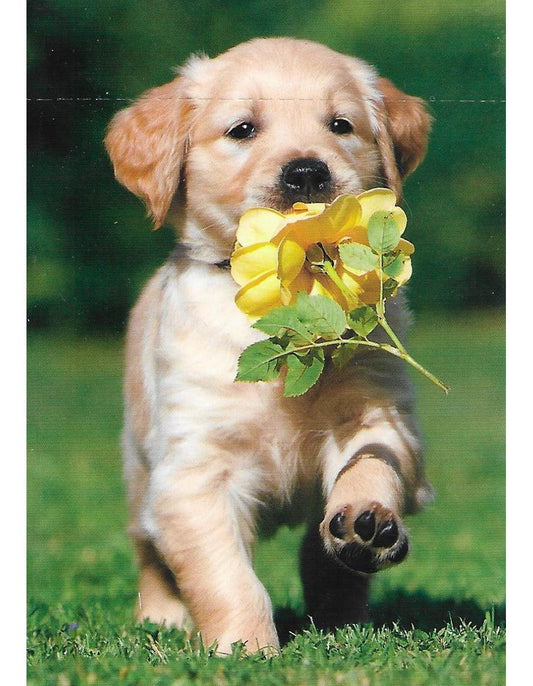 Glückwunschkarte "Hund mit Blume im Mund" A7