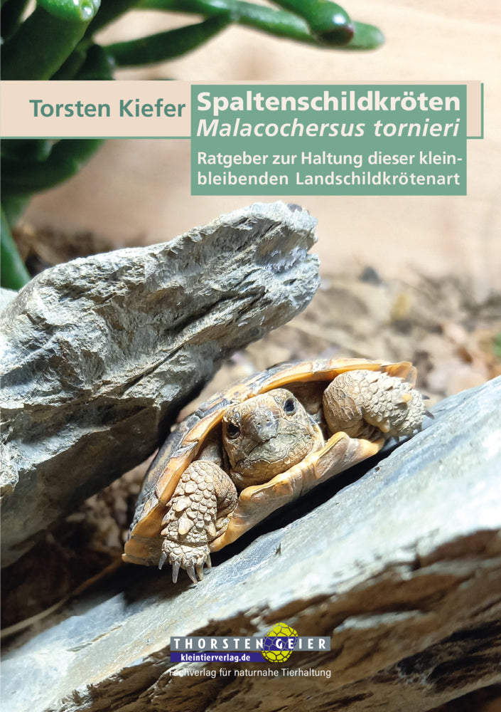 Spaltenschildkröten Malacochersus tornieri (Torsten Kiefer)