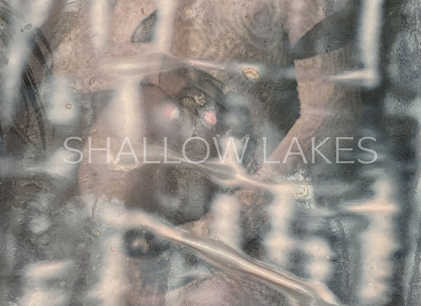 shallow lakes (Melike Kara)