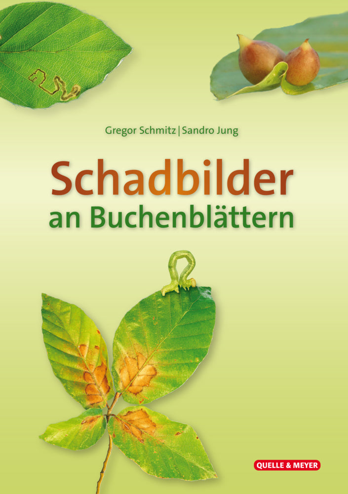 Schadbilder an Buchenblättern (Gregor Schmitz)