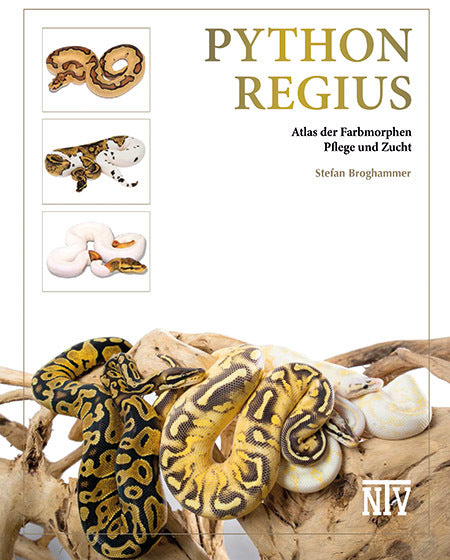 Python regius (Stefan Broghammer)