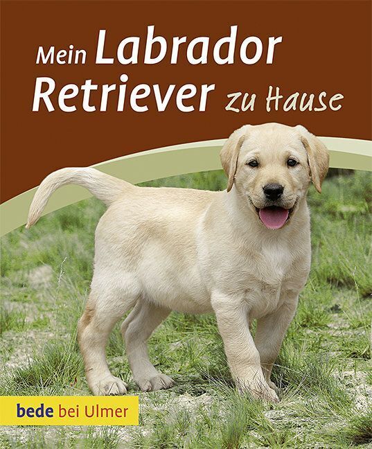 Mein Labrador Retriever zu Hause (Maike Harms)