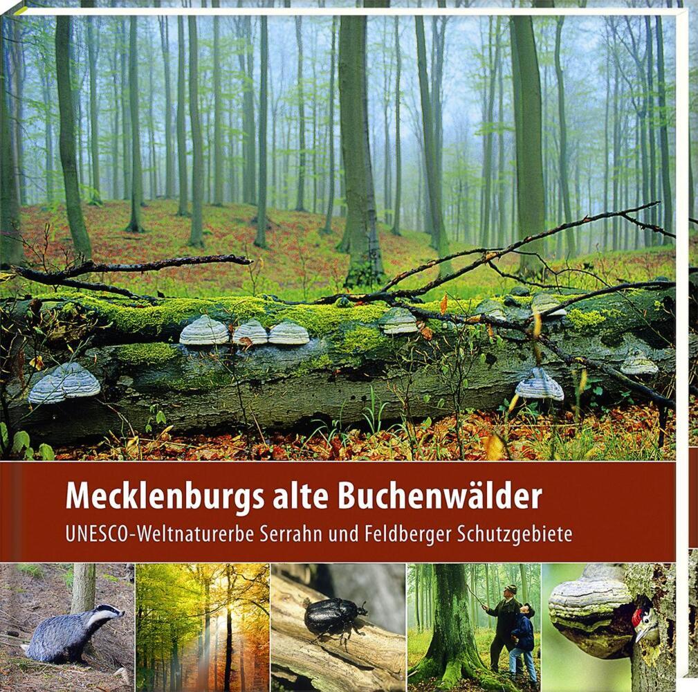 Mecklenburgs alte Buchenwälder (Klaus Borrmann)
