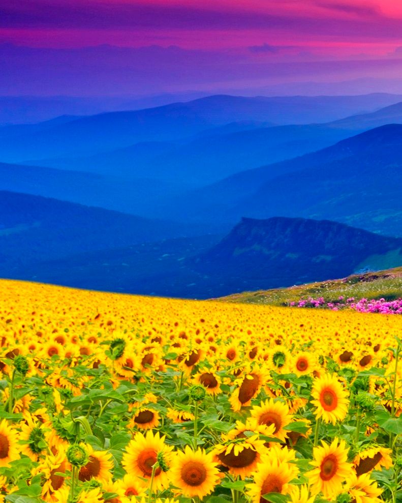 Diamond Painting "Sonnenblumen und Berge" Triptychon, 3 x 40 x 30 cm