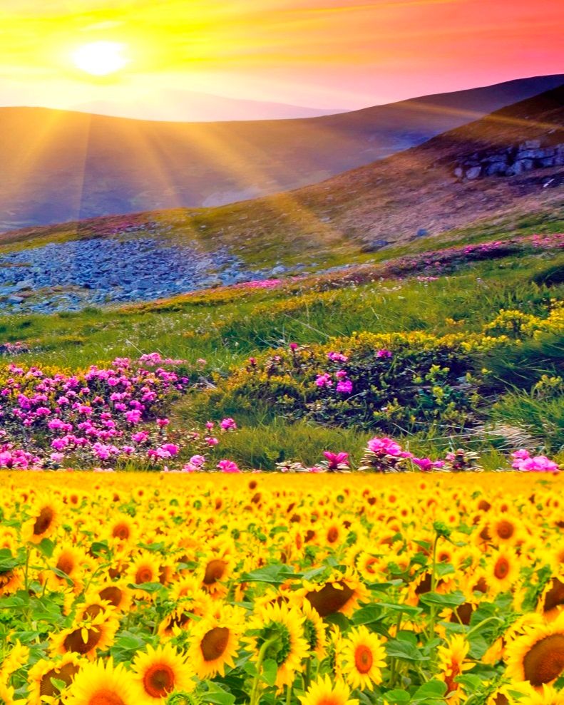 Diamond Painting "Sonnenblumen und Berge" Triptychon, 3 x 40 x 30 cm
