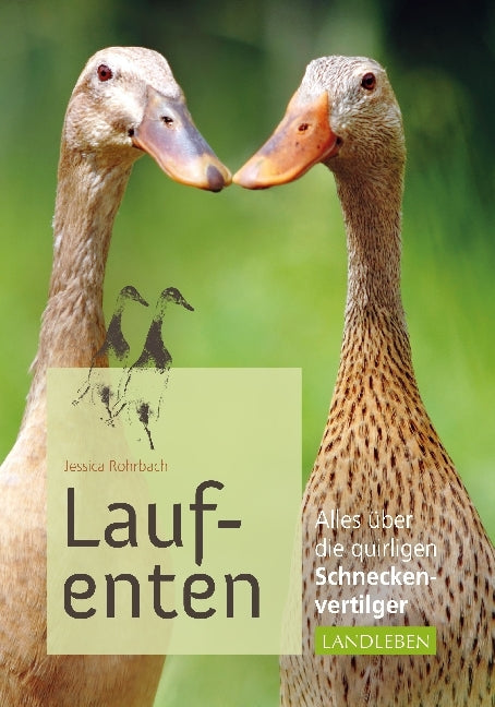 Laufenten (Jessica Rohrbach)