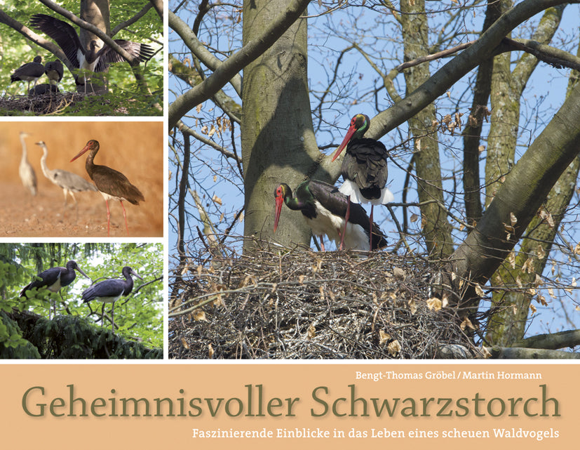 Geheimnisvoller Schwarzstorch (Bengt Thomas Gröbel)