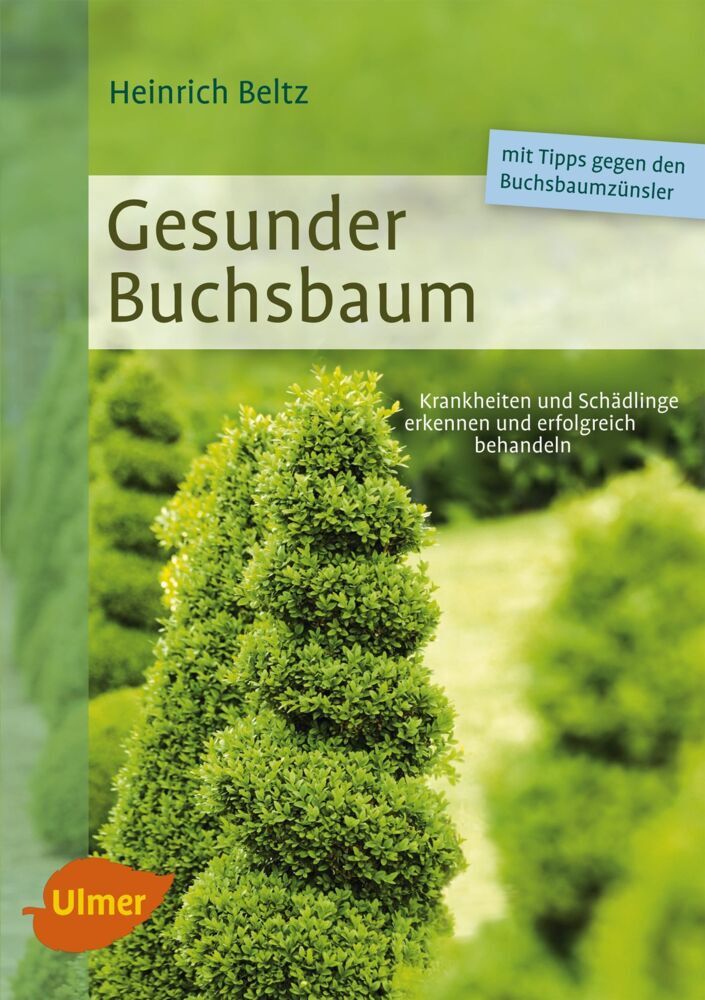 Gesunder Buchsbaum (Heinrich Beltz)