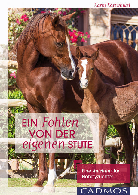 Ein Fohlen von der eigenen Stute (Karin Kattwinkel)