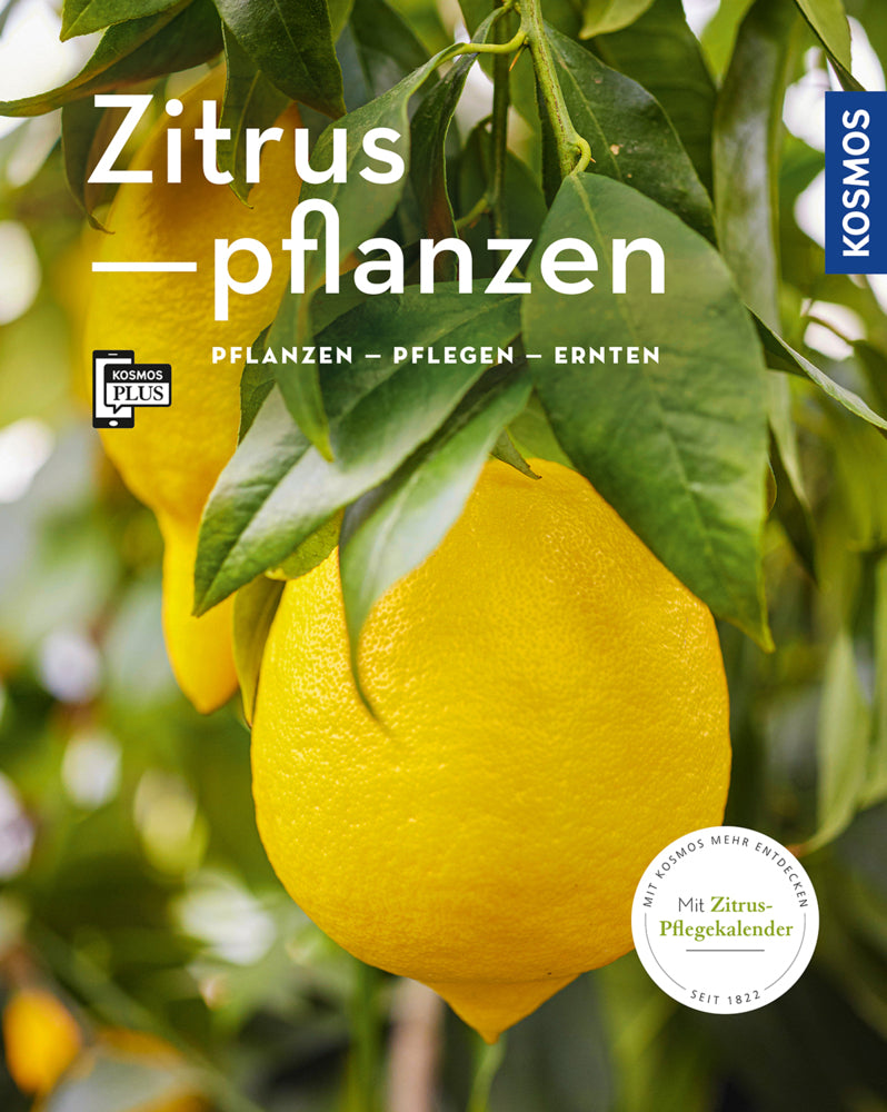 Zitruspflanzen (Mein Garten) (Dominik Große Holtforth)