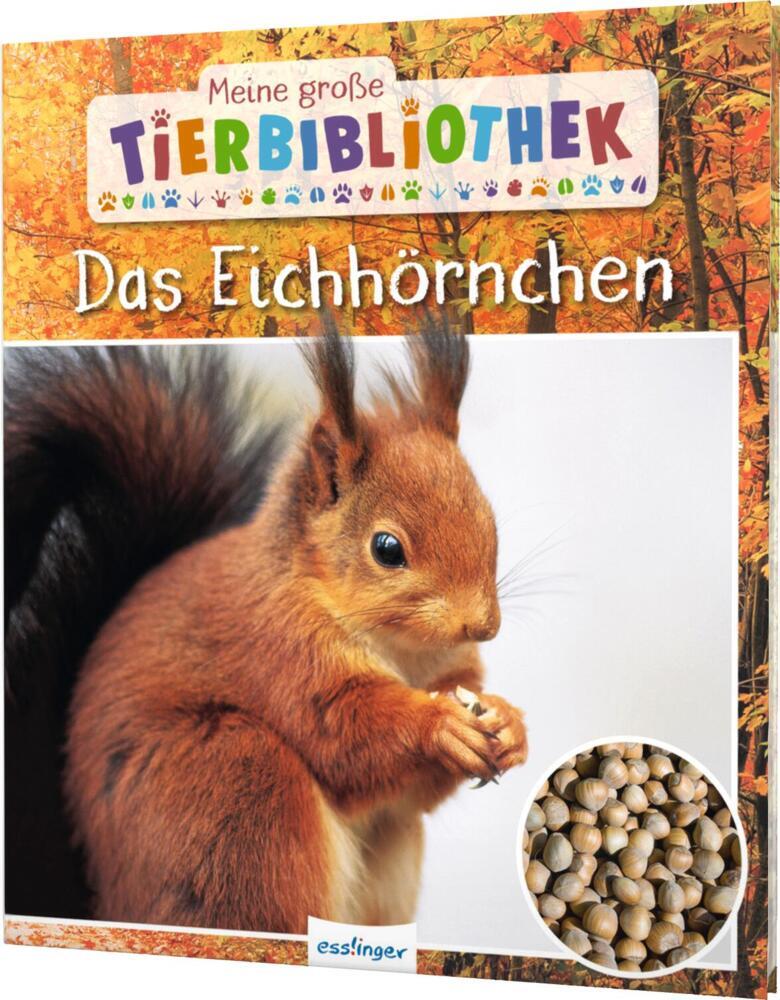 Meine große Tierbibliothek: Das Eichhörnchen (Stéphanie Ledu-Frattini)