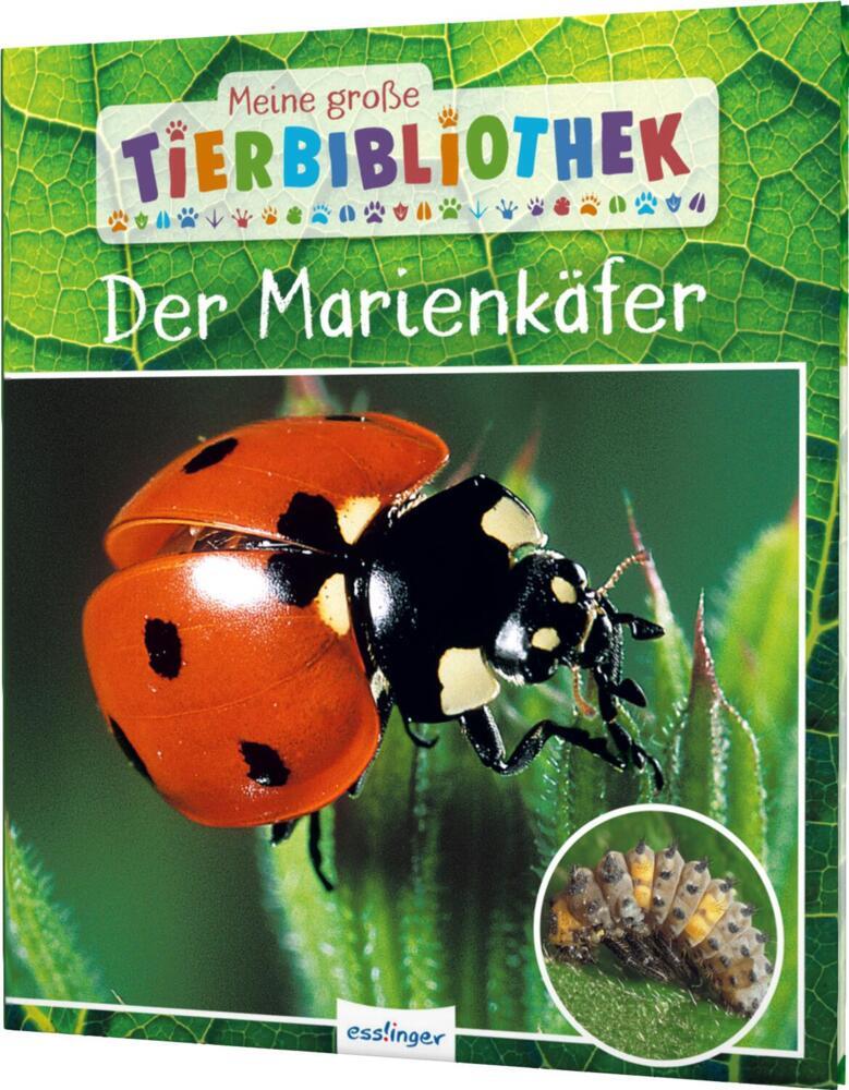 Meine große Tierbibliothek: Der Marienkäfer (Valérie Tracqui)