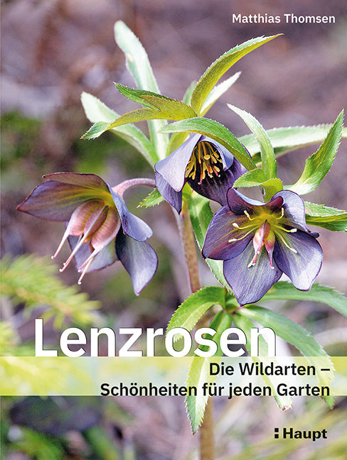Lenzrosen (Matthias Thomsen)
