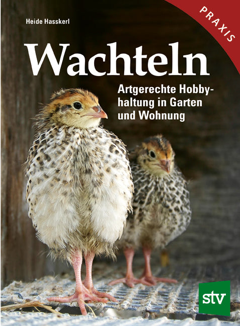 Wachteln (Heide Hasskerl)