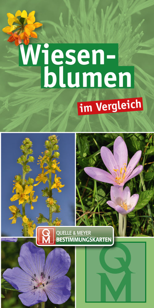 Wiesenblumen (Quelle & Meyer Verlag)