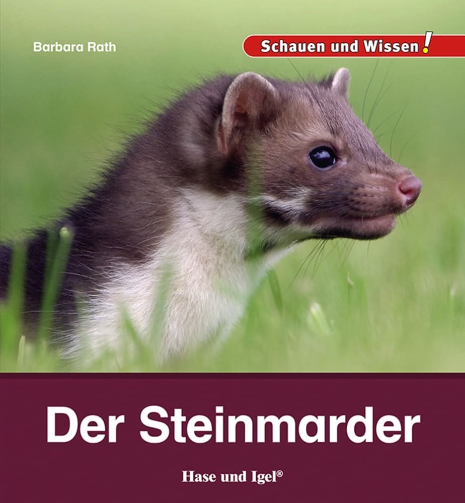 Der Steinmarder (Barbara Rath)