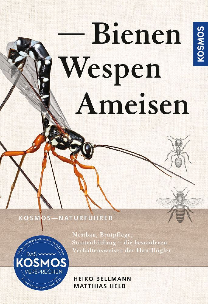 Bienen, Wespen, Ameisen (Heiko Bellmann)