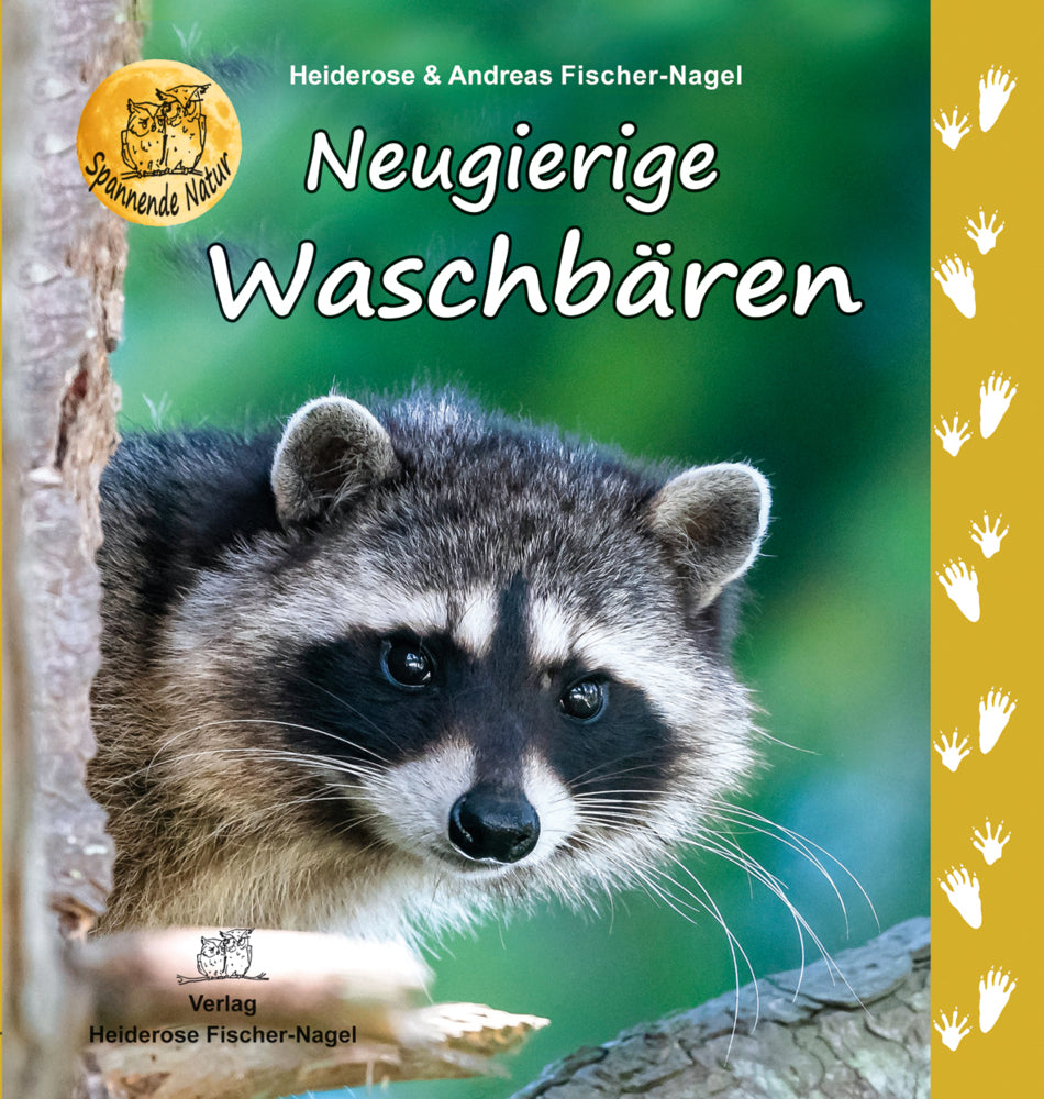 Neugierige Waschbären (Heiderose Fischer-Nagel)