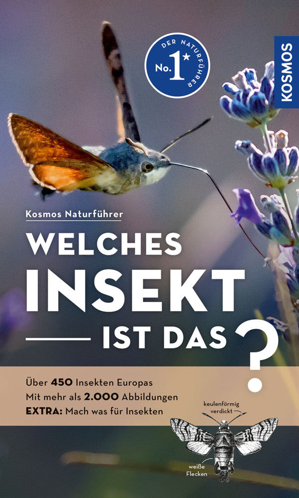 Welches Insekt ist das? (Heiko Bellmann)