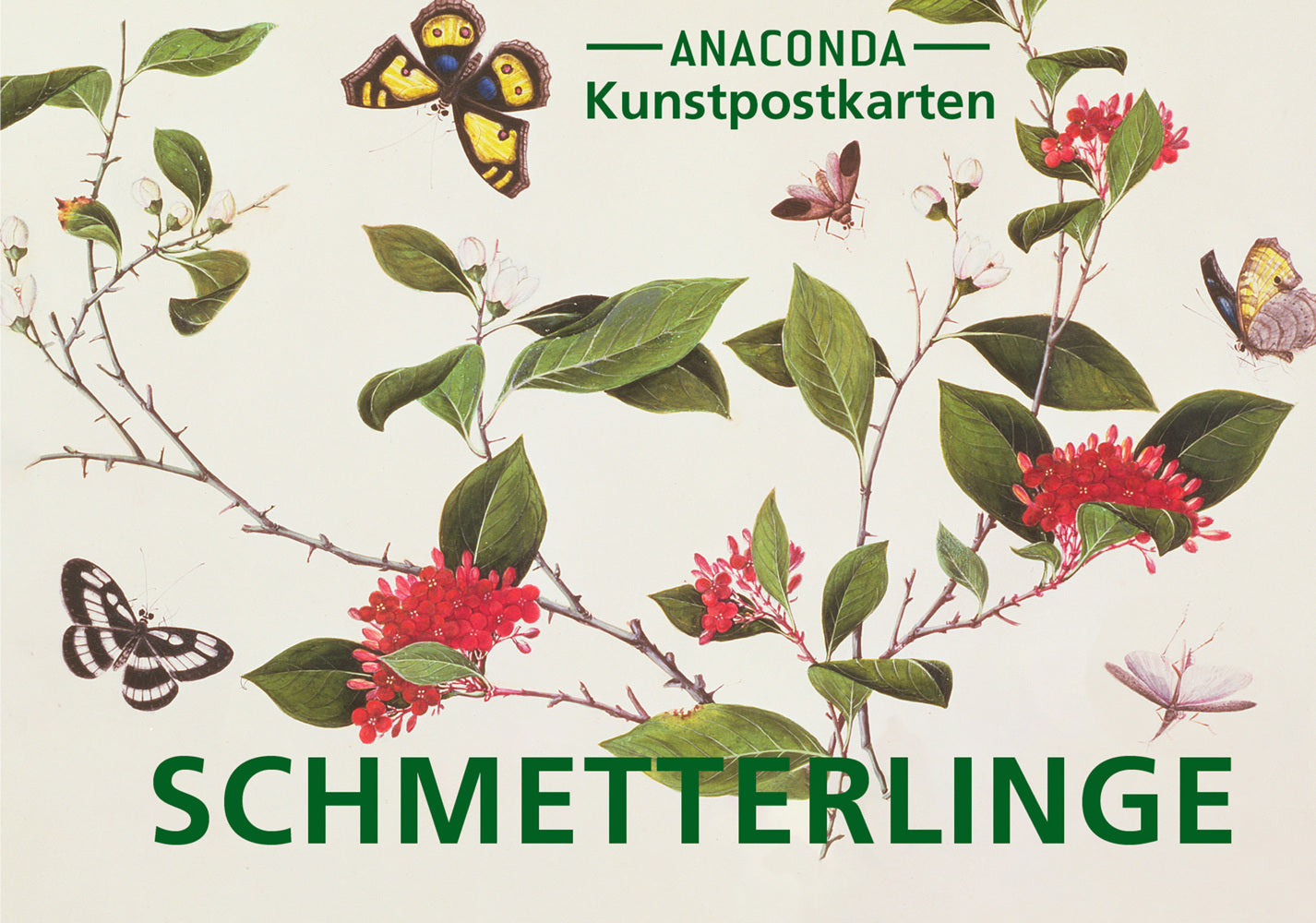 Postkarten-Set Schmetterlinge (Anaconda Verlag)