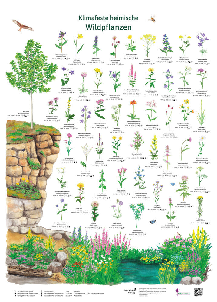 Klimafeste heimische Wildpflanzen (Dirk Krüger)