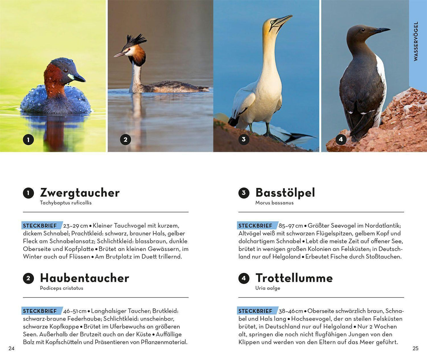Kosmos BASIC Vögel (Deutsch, 2022, Volker Dierschke)