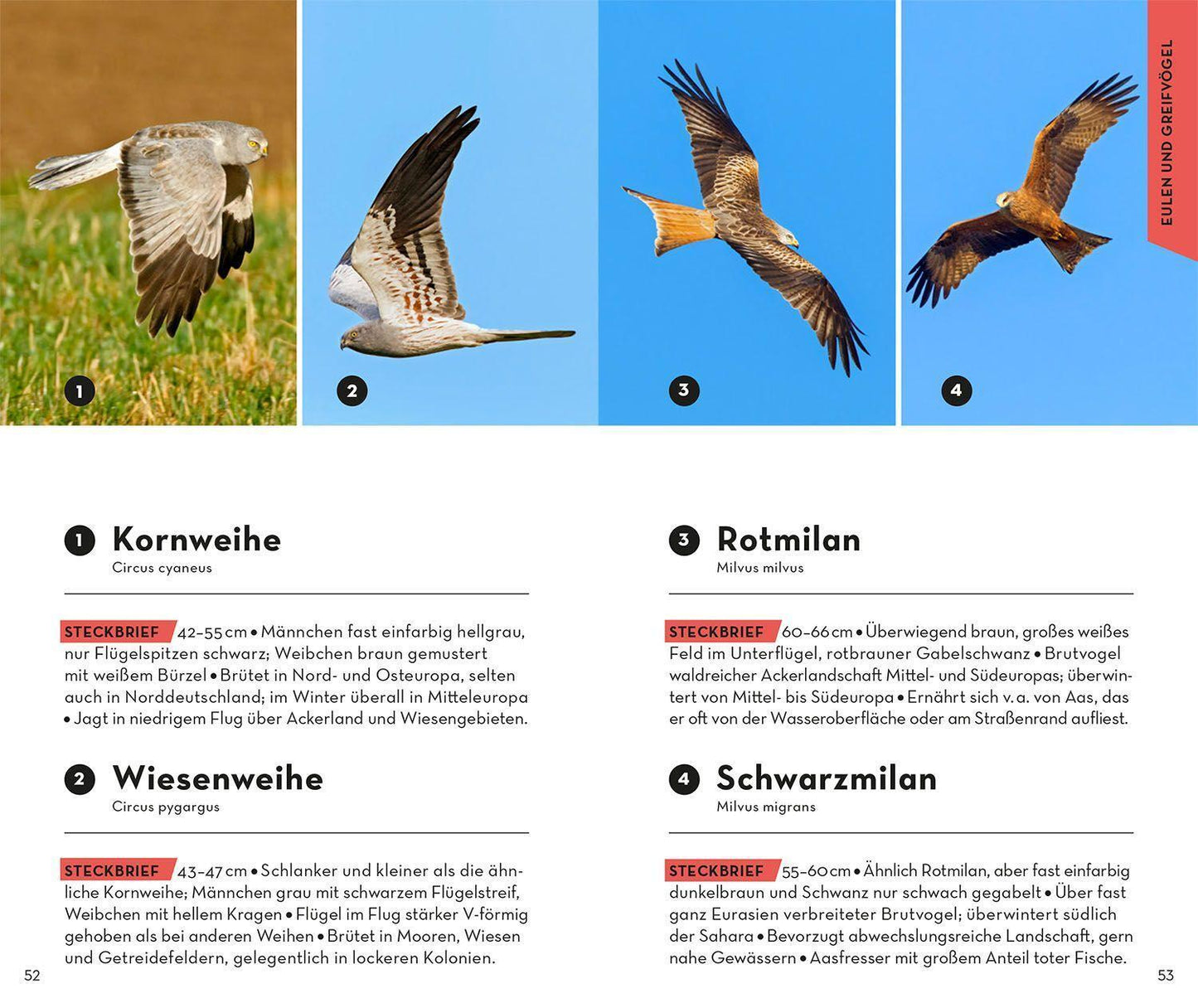 Kosmos BASIC Vögel (Deutsch, 2022, Volker Dierschke)