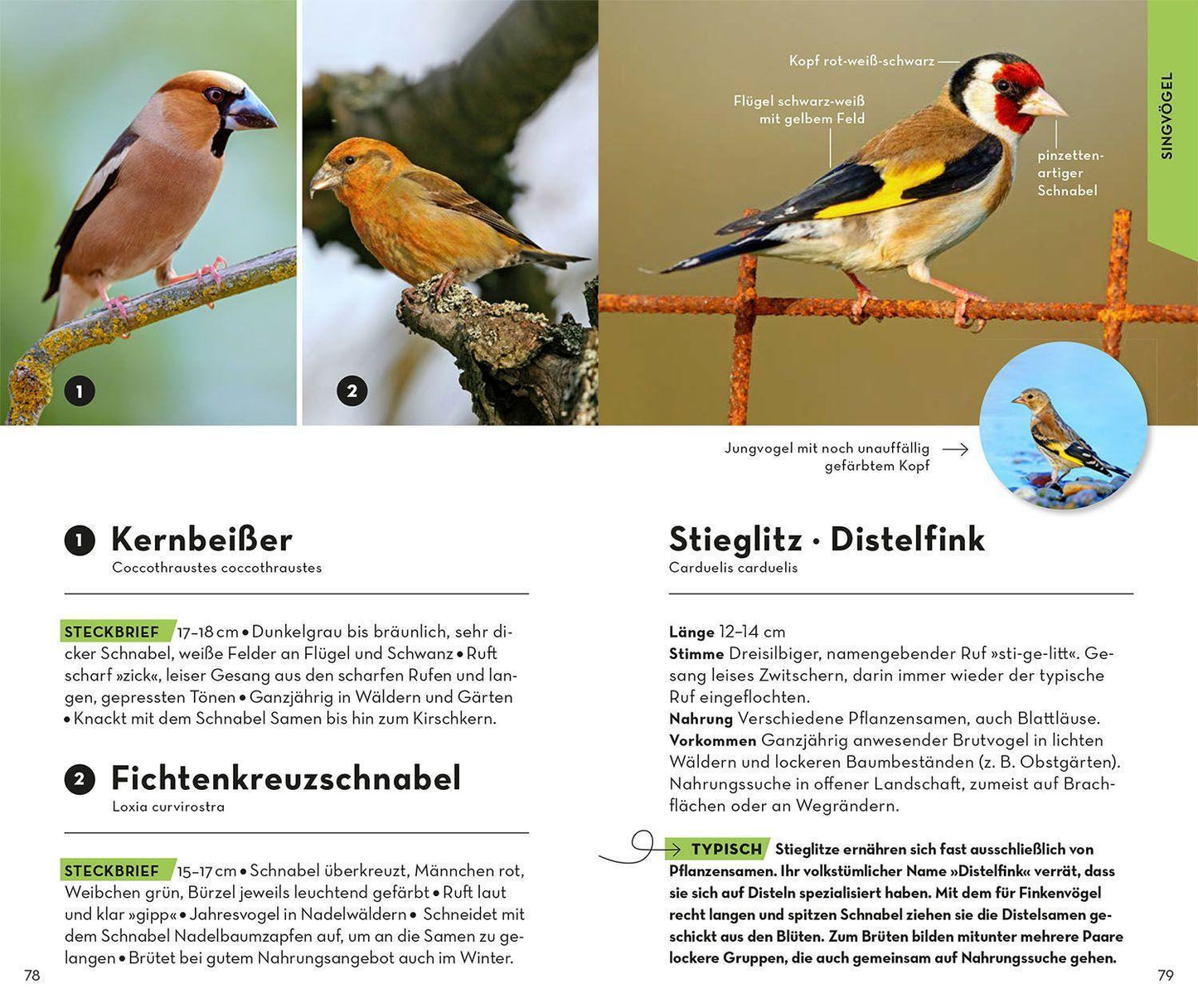 Kosmos BASIC Vögel (Deutsch, 2022, Volker Dierschke)