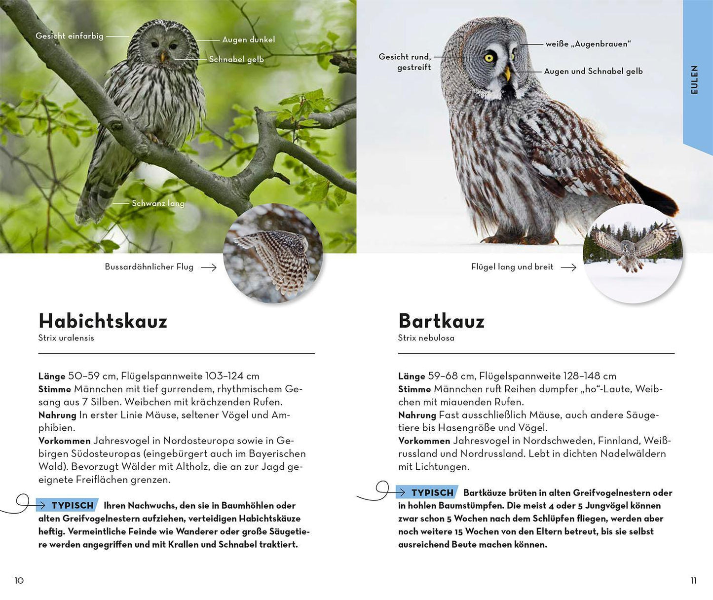 Kosmos Basic Greifvögel und Eulen (Deutsch, 2023, Volker Dierschke)