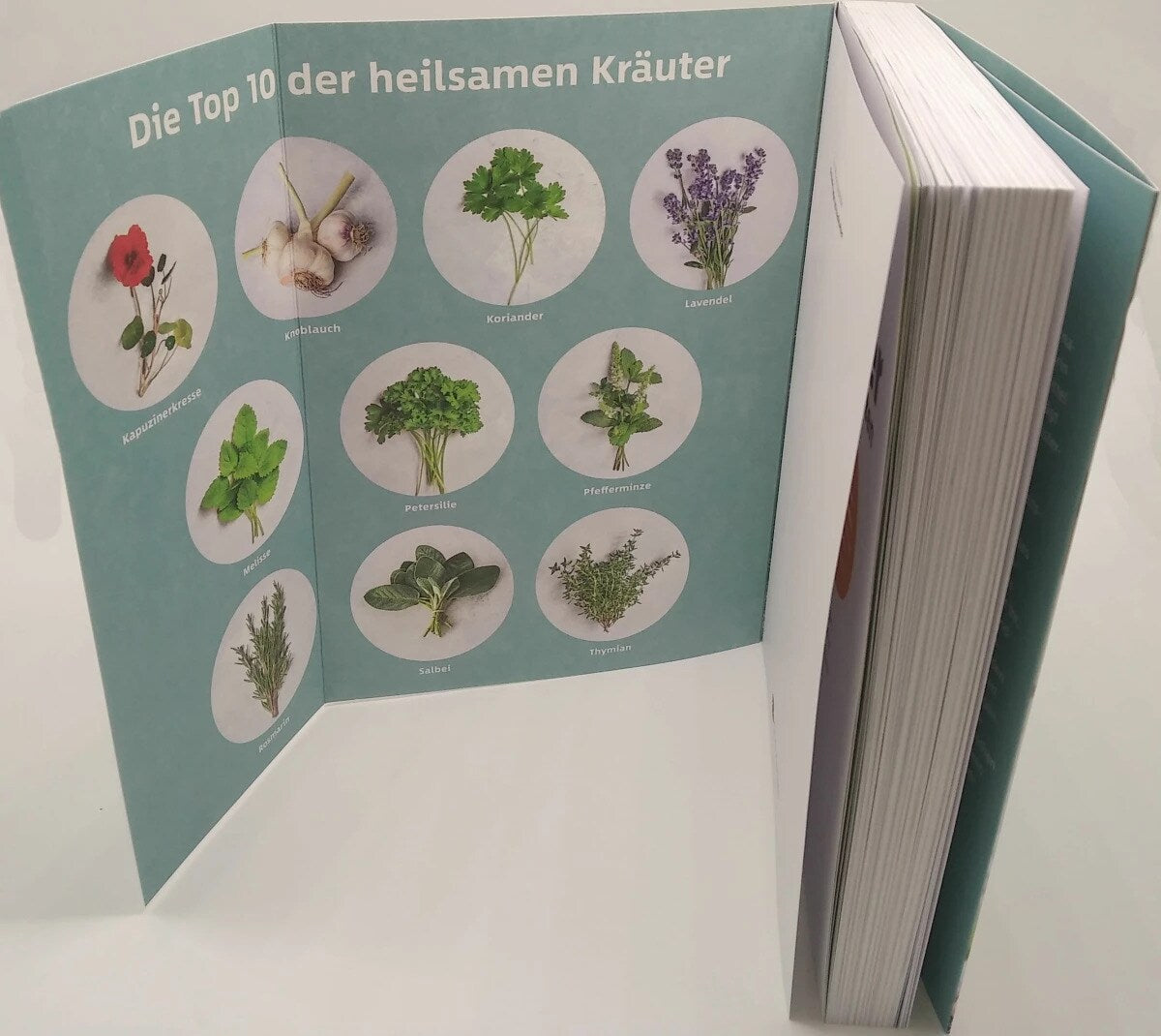 Goldmann 10 Kräuter gegen 100 Krankheiten (Deutsch, 2023, Franziska Rubin)