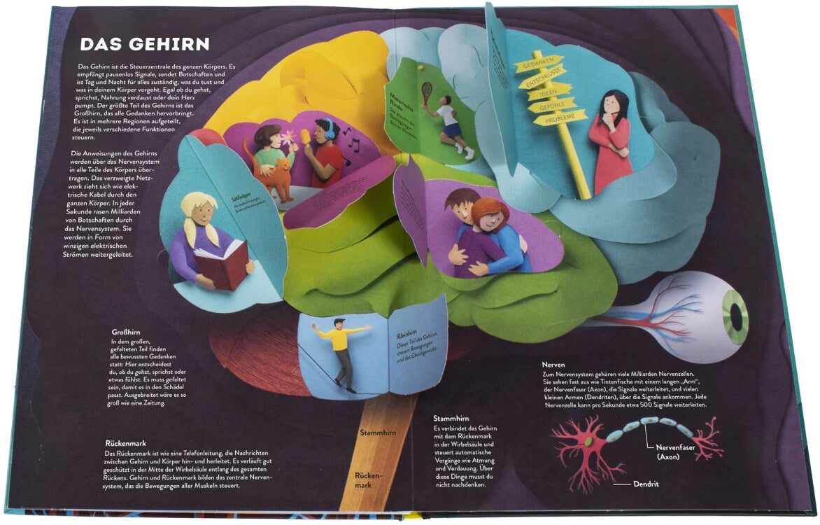 Dorling Kindersley Wissenswelten Körper (Deutsch, 2024, Ruth Symons)