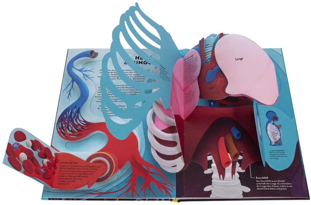 Dorling Kindersley Wissenswelten Körper (Deutsch, 2024, Ruth Symons)