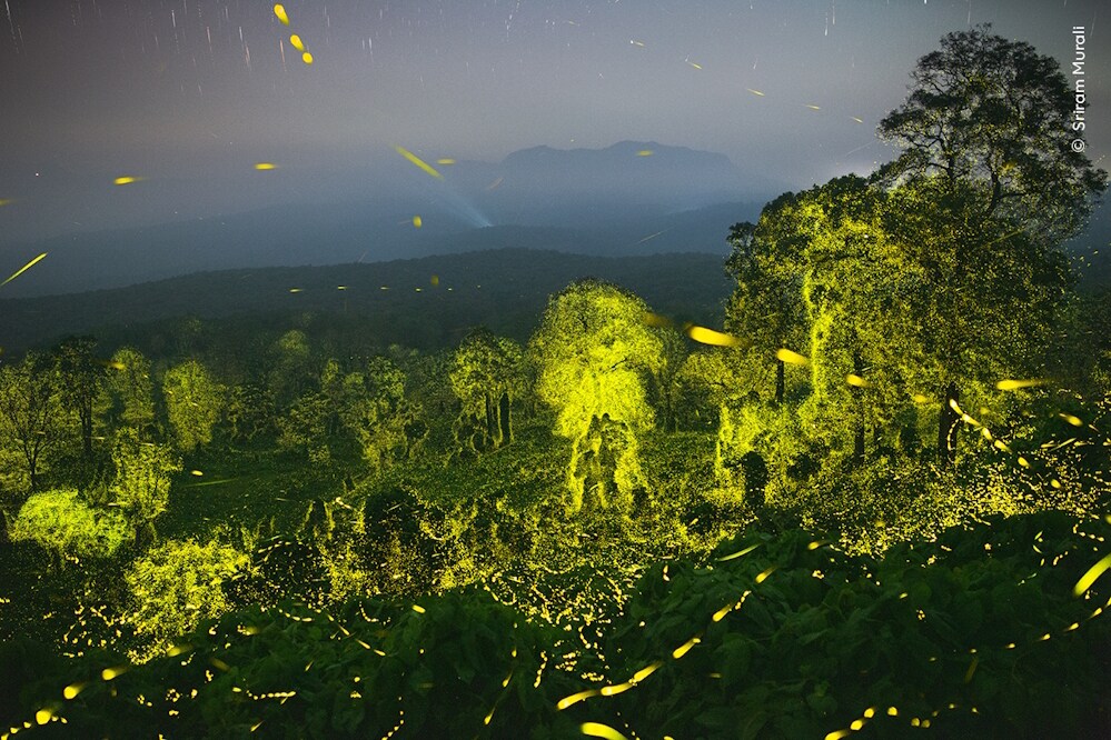 Knesebeck Wildlife Fotografien des Jahres - Portfolio 33 (Deutsch, 2023, Ulrike Kretschmer, Natural History Museum)
