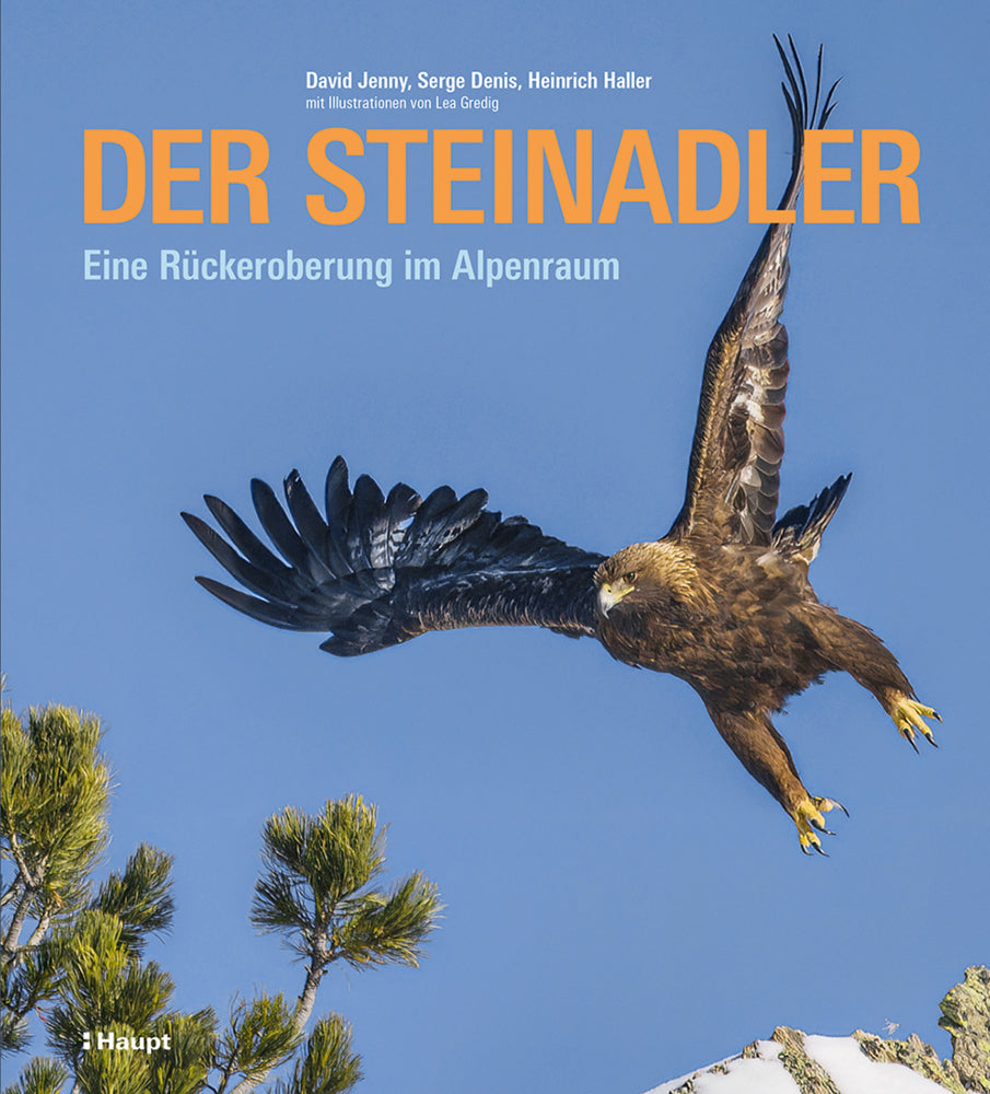 Der Steinadler (David Jenny)