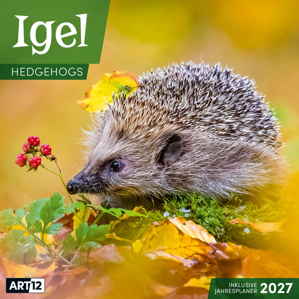 Igel Kalender 2027 - 30x30 - Art12 (Ackermann Kunstverlag Gmbh)