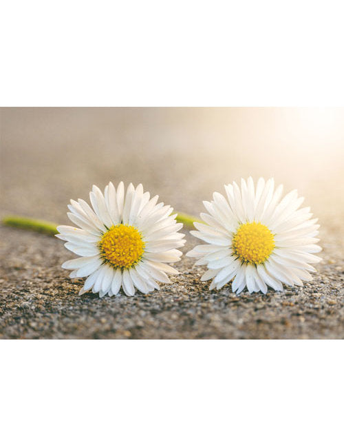 DK Blanco Foto Margerithen