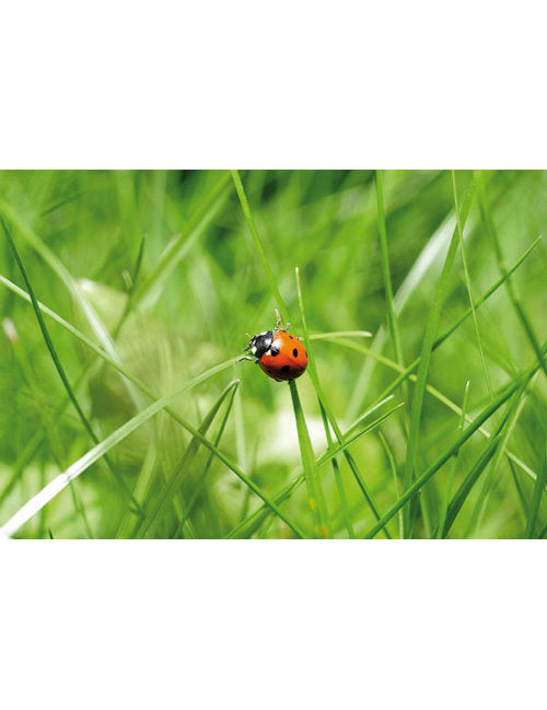 DK Blanco Foto Käfer im Gras
