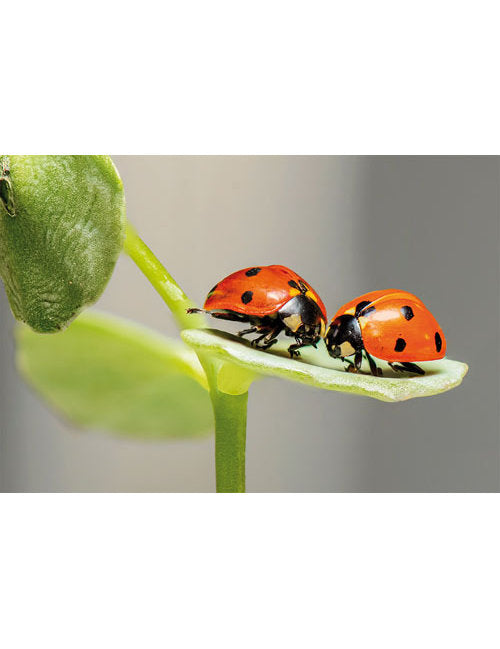 DK Blanco Foto Käferpaar