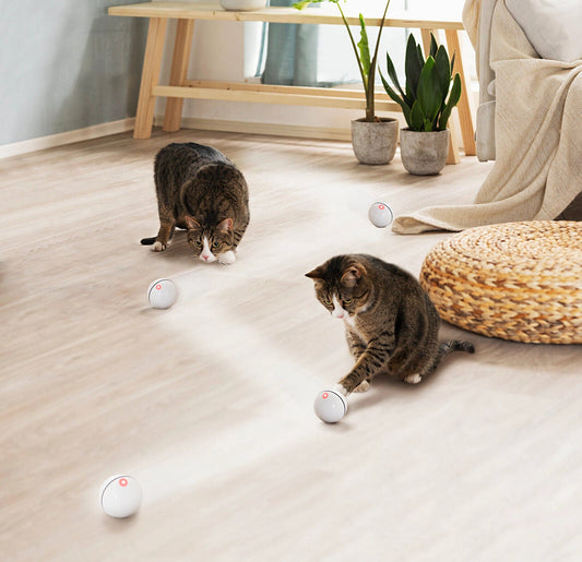 Interaktives Katzenspielzeug