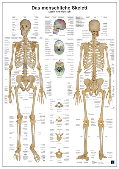 Anatomie Lerntafeln- Das menschliche Skelett (Christoph Oberdieck)