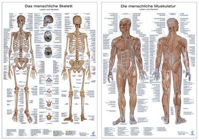Anatomie Lerntafeln im Doppelpack