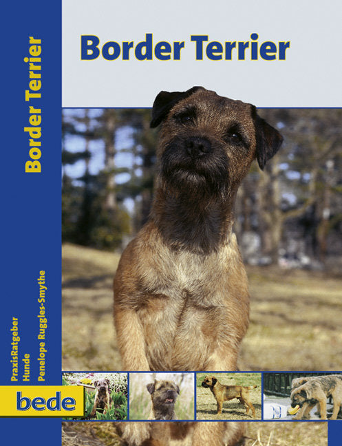 Border Terrier (Penelope Ruggles-Smythe)