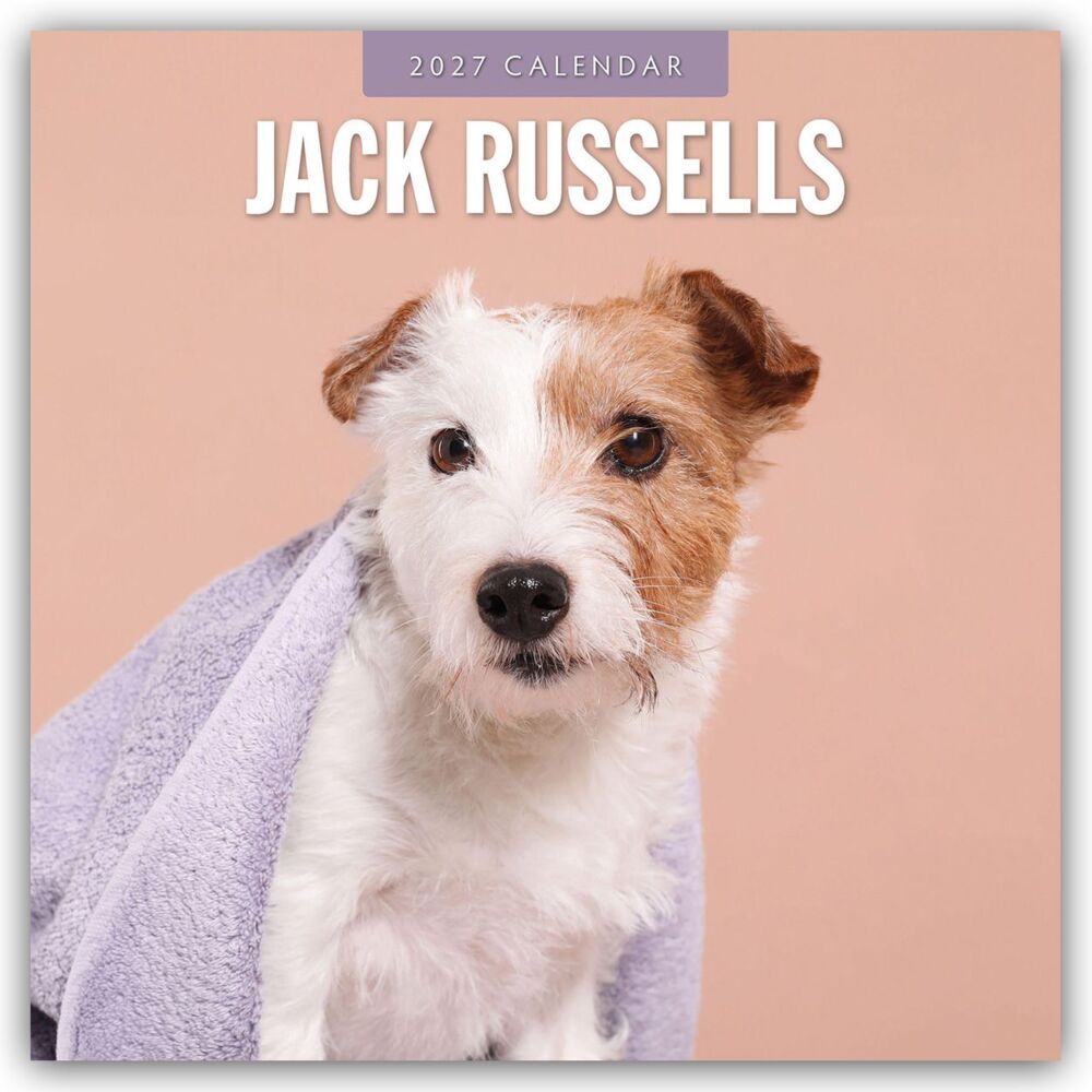 Jack Russells - Jack Russell Terrier 2027 - 16-Monatskalender (Red Robin Publishing Ltd)