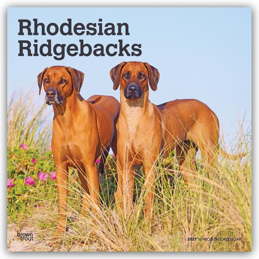 Rhodesian Ridgebacks - Rhodesian Ridgeback 2027 - 16-Monatskalender (Browntrout Publishers Inc)