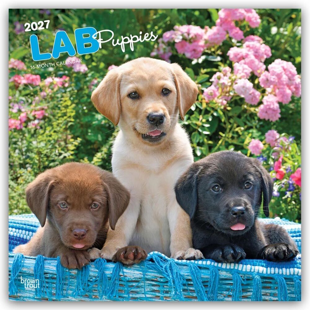 Labrador Retriever Puppies - Labrador Retriever Welpen 2027 - 16-Monatskalender (Browntrout Publishers Inc)