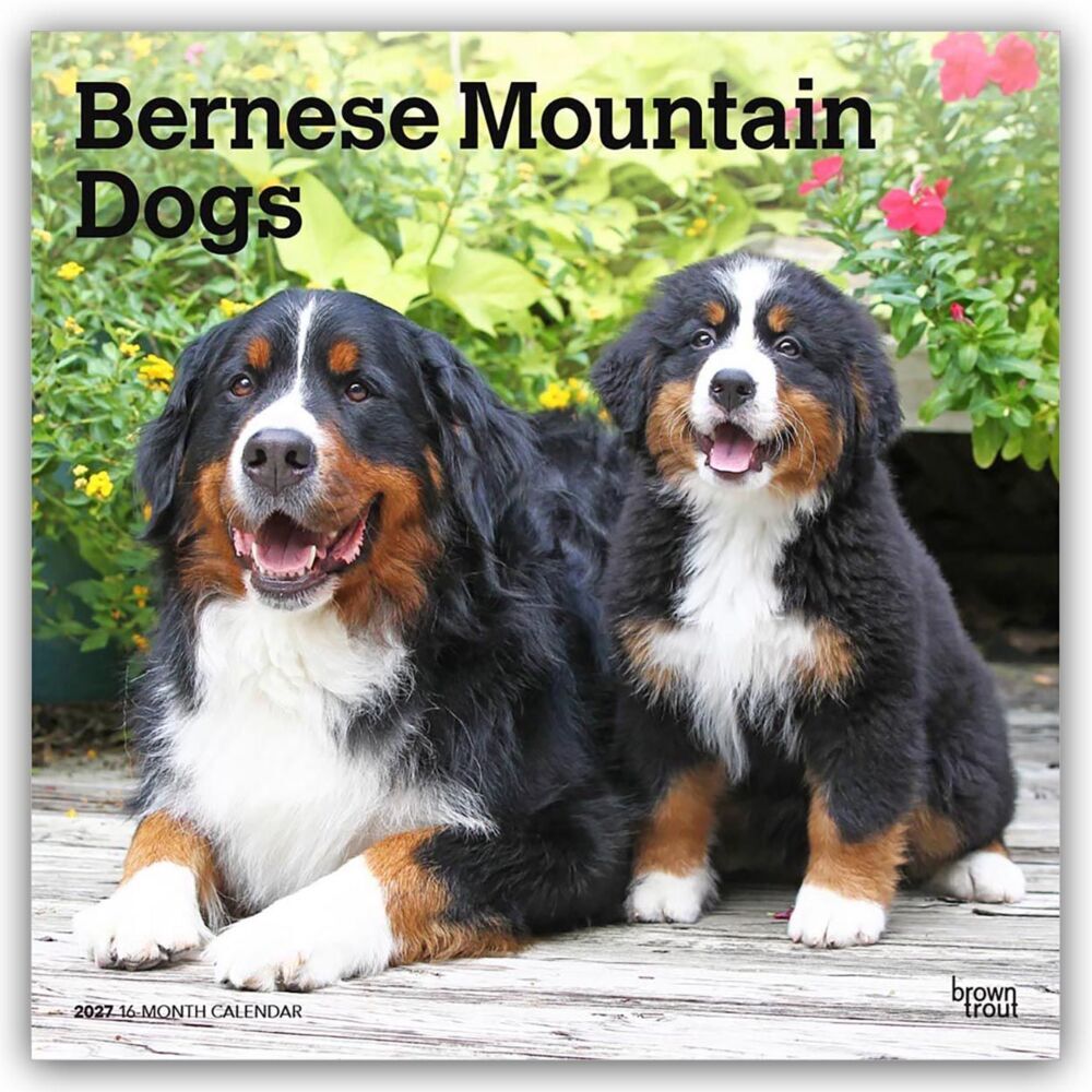 Bernese Mountain Dogs - Berner Sennenhund 2027 - 16-Monatskalender (Browntrout Publishers Inc)